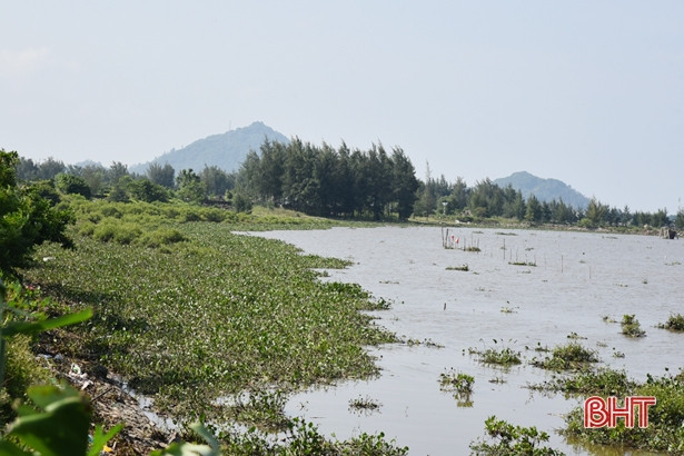 Sau đợt mưa lớn, bèo tây “bủa vây” bờ sông, bãi biển ở Lộc Hà