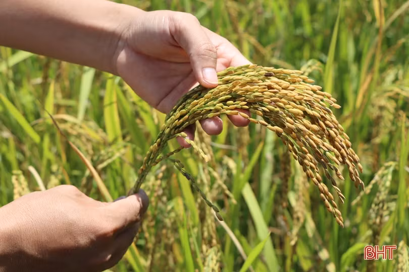 Trồng lúa trên ruộng cạn, nông dân xã miền núi Hà Tĩnh thắng lớn