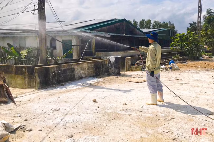 Người chăn nuôi ở Hà Tĩnh thận trọng tái đàn phục vụ thị trường cuối năm