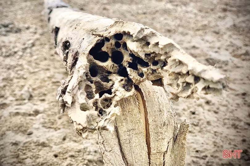 Gian nan phủ xanh 91 ha rừng ngập mặn ven biển Hà Tĩnh