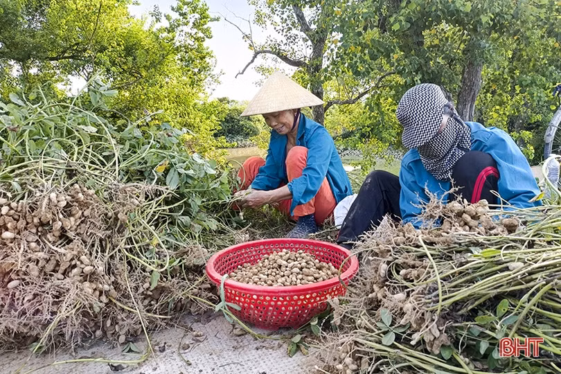 Chuyển đổi cơ cấu cây trồng, nông dân các xã ngoài đê Đức Thọ vui đón mùa lạc