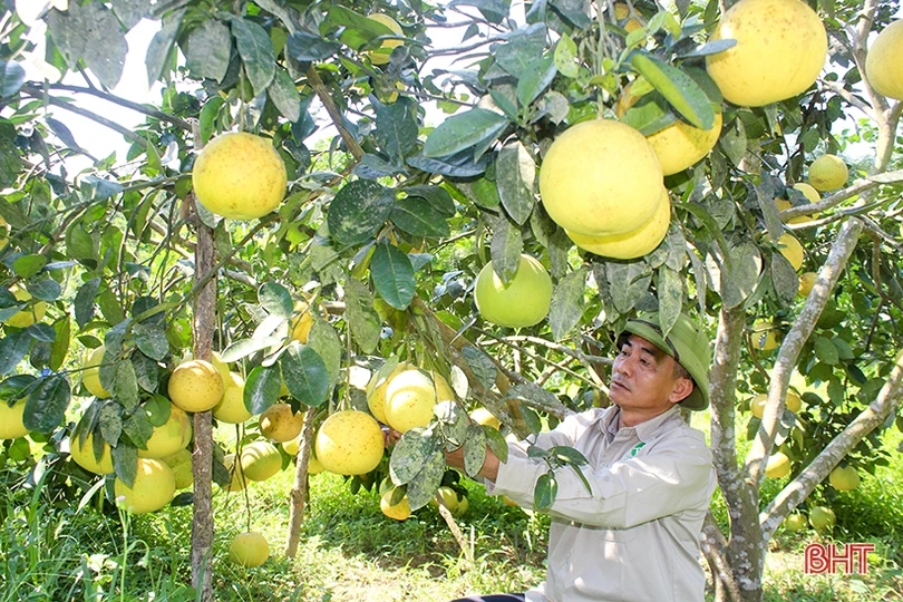 Sản lượng bưởi ước đạt 450 tấn, nông dân Thượng Lộc thu khoảng 10 tỷ đồng