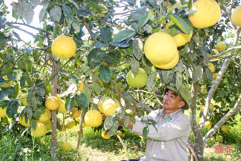Sản lượng bưởi ước đạt 450 tấn, nông dân Thượng Lộc thu khoảng 10 tỷ đồng