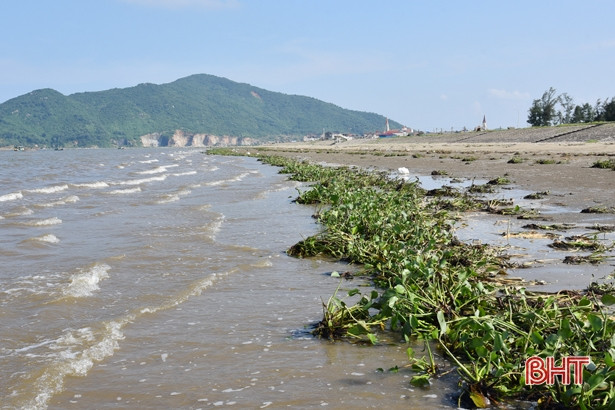Sau đợt mưa lớn, bèo tây “bủa vây” bờ sông, bãi biển ở Lộc Hà