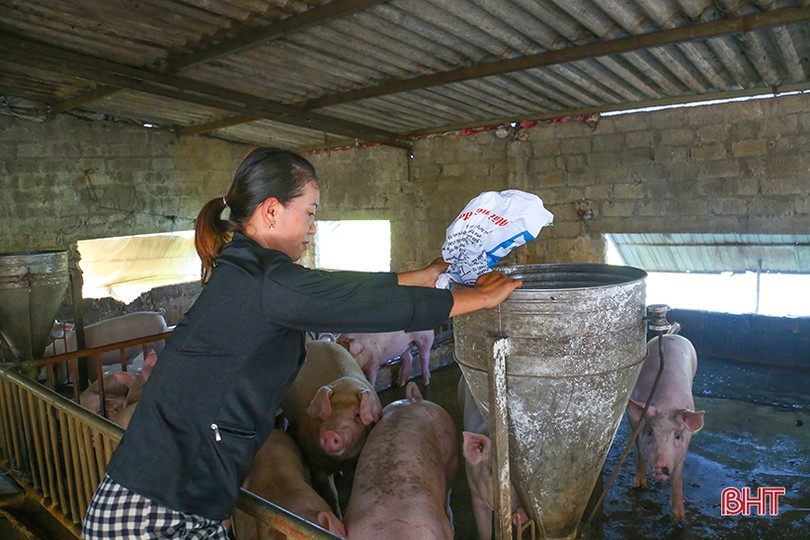 Người chăn nuôi ở Hà Tĩnh thận trọng tái đàn phục vụ thị trường cuối năm ảnh 1 Người chăn nuôi ở Hà Tĩnh thận trọng tái đàn phục vụ thị trường cuối năm