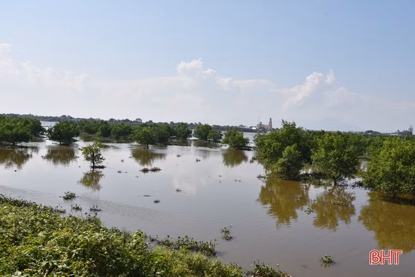 Gian nan phủ xanh 91 ha rừng ngập mặn ven biển Hà Tĩnh