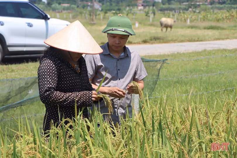 Trồng lúa trên ruộng cạn, nông dân xã miền núi Hà Tĩnh thắng lớn