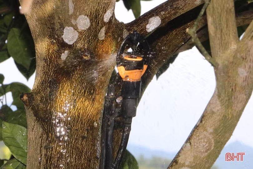 Nông dân Hương Sơn học và làm theo Bác để phát triển kinh tế