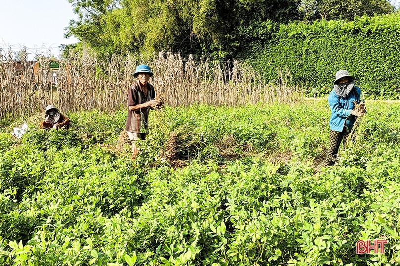 Chuyển đổi cơ cấu cây trồng, nông dân các xã ngoài đê Đức Thọ vui đón mùa lạc ảnh 2 Chuyển đổi cơ cấu cây trồng, nông dân các xã ngoài đê Đức Thọ vui đón mùa lạc