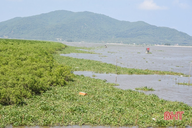 Sau đợt mưa lớn, bèo tây “bủa vây” bờ sông, bãi biển ở Lộc Hà