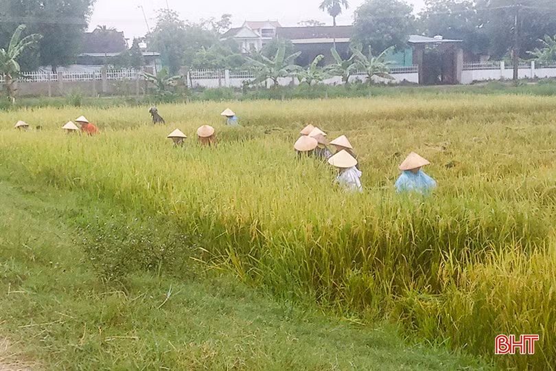 Can Lộc “thắng lớn” vụ hè thu