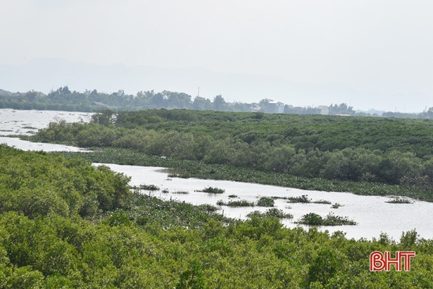 Sau đợt mưa lớn, bèo tây “bủa vây” bờ sông, bãi biển ở Lộc Hà