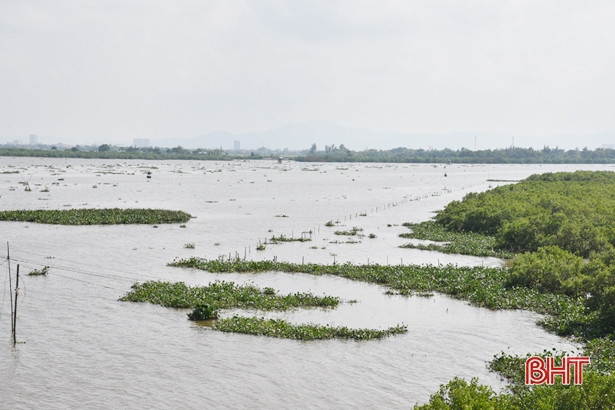 Sau đợt mưa lớn, bèo tây “bủa vây” bờ sông, bãi biển ở Lộc Hà