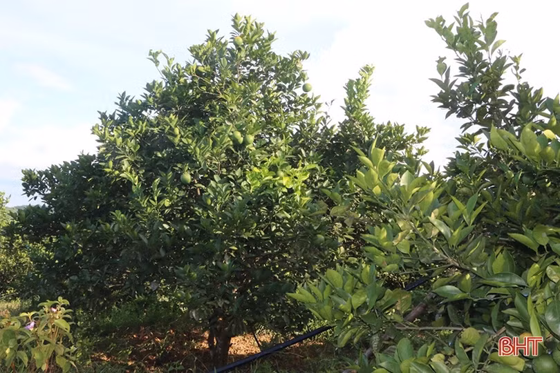 Nông dân Hương Sơn học và làm theo Bác để phát triển kinh tế