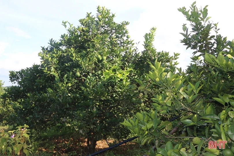 Nông dân Hương Sơn học và làm theo Bác để phát triển kinh tế