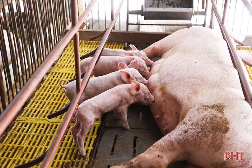 Người chăn nuôi ở Hà Tĩnh thận trọng tái đàn phục vụ thị trường cuối năm