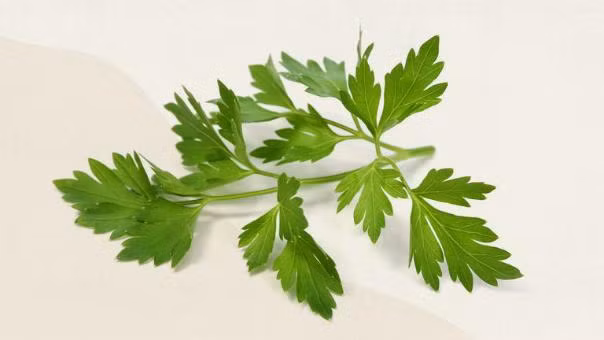 6 loại thảo dược dùng làm gia vị tốt nhất cho sức khỏe