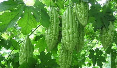 7 cách chế biến cà chua phòng chống bệnh tật