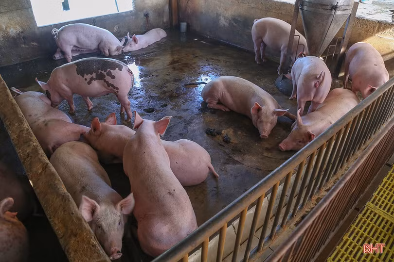 Người chăn nuôi ở Hà Tĩnh thận trọng tái đàn phục vụ thị trường cuối năm