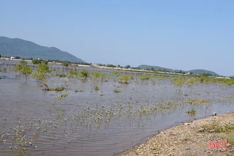 Gian nan phủ xanh 91 ha rừng ngập mặn ven biển Hà Tĩnh