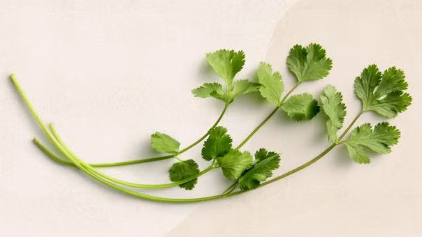 6 loại thảo dược dùng làm gia vị tốt nhất cho sức khỏe