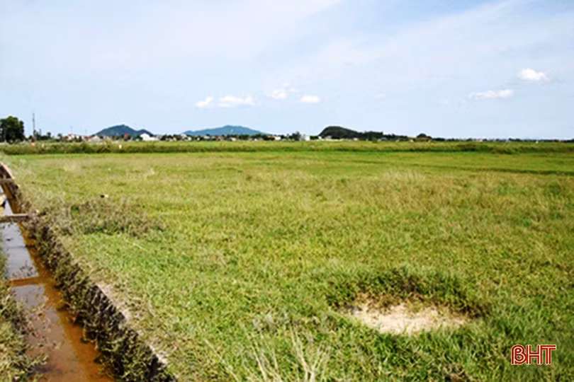 Hồng Lộc hướng đến mục tiêu mỗi hộ chỉ sản xuất trên một thửa ruộng diện tích lớn