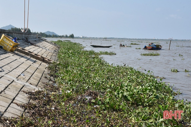 Sau đợt mưa lớn, bèo tây “bủa vây” bờ sông, bãi biển ở Lộc Hà