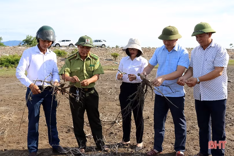Gian nan phủ xanh 91 ha rừng ngập mặn ven biển Hà Tĩnh