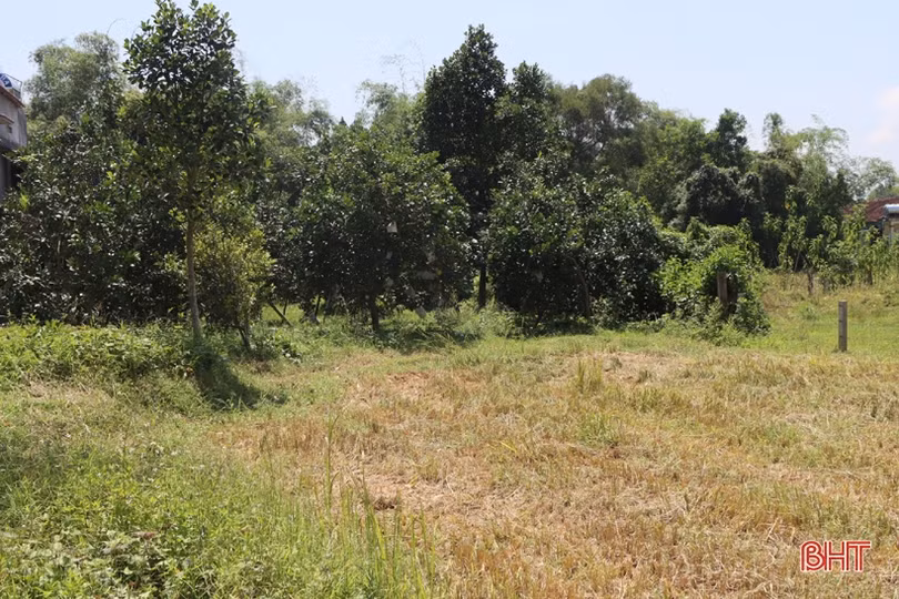 Trồng lúa trên ruộng cạn, nông dân xã miền núi Hà Tĩnh thắng lớn