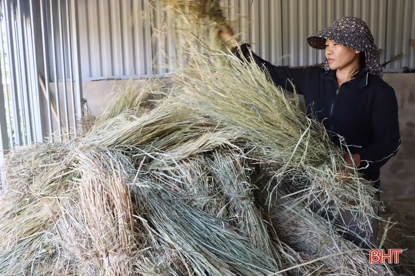 Trồng lúa trên ruộng cạn, nông dân xã miền núi Hà Tĩnh thắng lớn