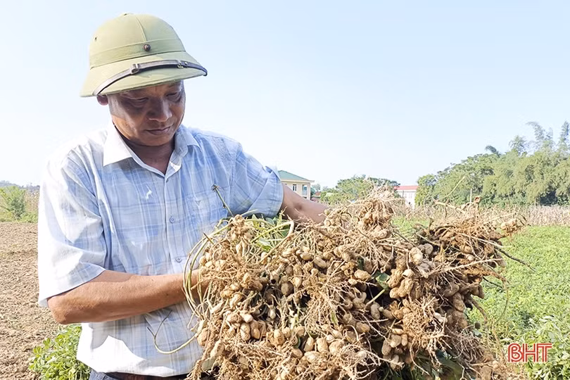 Chuyển đổi cơ cấu cây trồng, nông dân các xã ngoài đê Đức Thọ vui đón mùa lạc