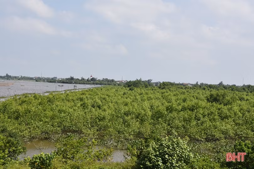 Gian nan phủ xanh 91 ha rừng ngập mặn ven biển Hà Tĩnh