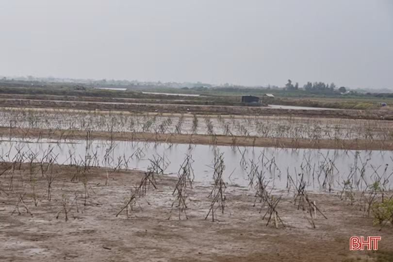 Gian nan phủ xanh 91 ha rừng ngập mặn ven biển Hà Tĩnh