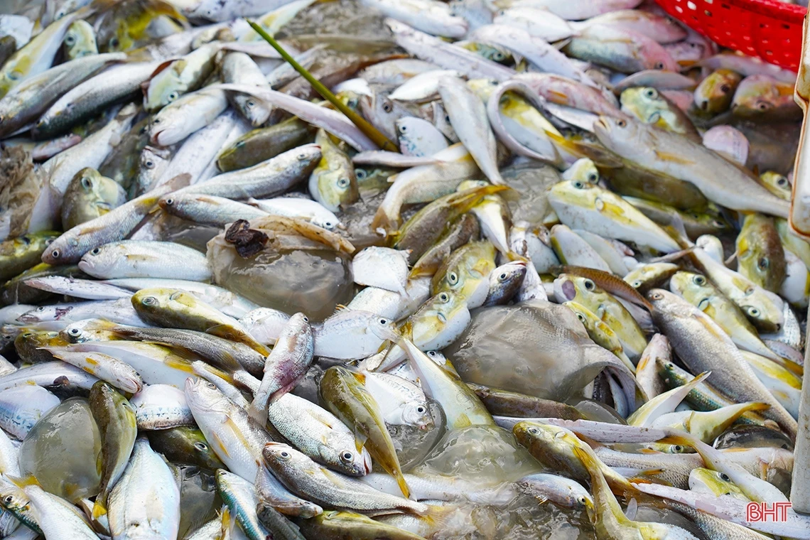 Xem ngư dân Nghi Xuân “đi giật lùi” kéo lưới rùng