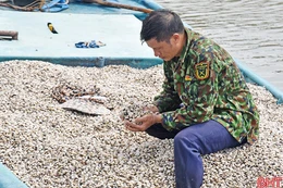 Ngao giống khan hiếm, giá cao, người nuôi chật vật xoay xở