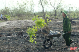 Khó khăn trong phục hồi "tuyến đê xanh" ở Hà Tĩnh sau thiên tai