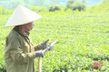 Chống hạn cho cây chè Kỳ Anh