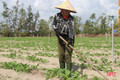 Tập trung xuống giống sản xuất vụ đông