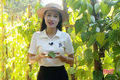 Trầu không Thạch Khê - xanh giữa miền cát trắng 