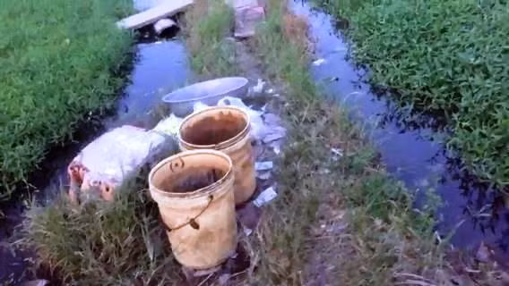 4 yeu to giup phan biet rau ban