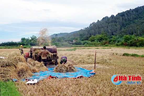 ngang nhien cuop lua nong dan giua ban ngay