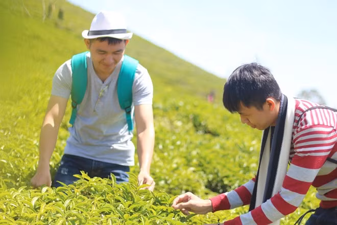 Ngoài ra ấn tượng của tôi về Đà Lạt mùa hè khi lên đồi chè Cầu Đất, dù hơi nóng như bù lại ánh sáng rất đẹp... da lat mua he va nhung dieu bat ngo thu vi