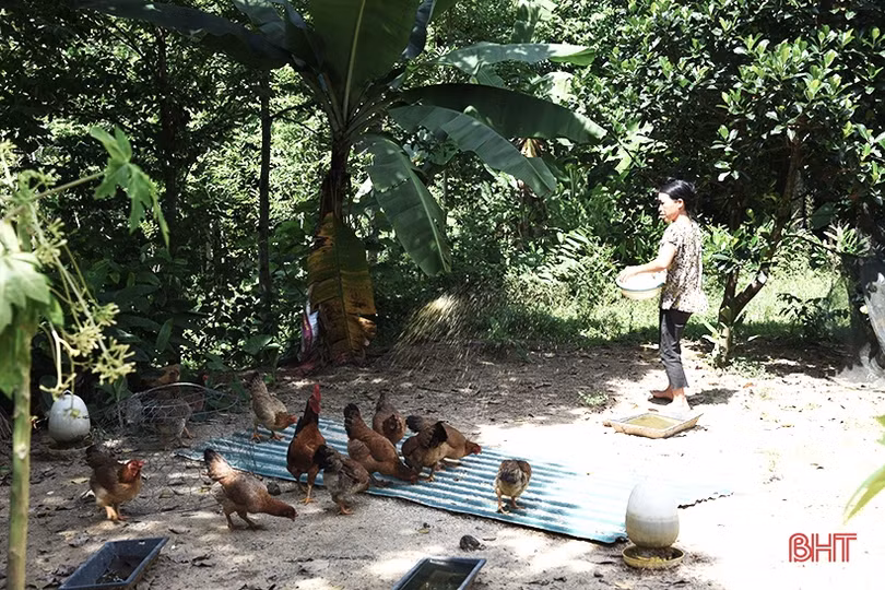 Đa dạng hóa mô hình sinh kế, giảm nghèo bền vững ở huyện Kỳ Anh