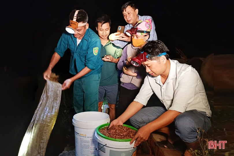 “Săn" rươi ban đêm ở Nghi Xuân ảnh 11 “Săn rươi ban đêm ở Nghi Xuân