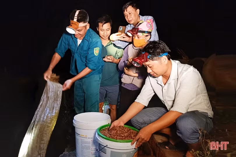“Săn rươi ban đêm ở Nghi Xuân