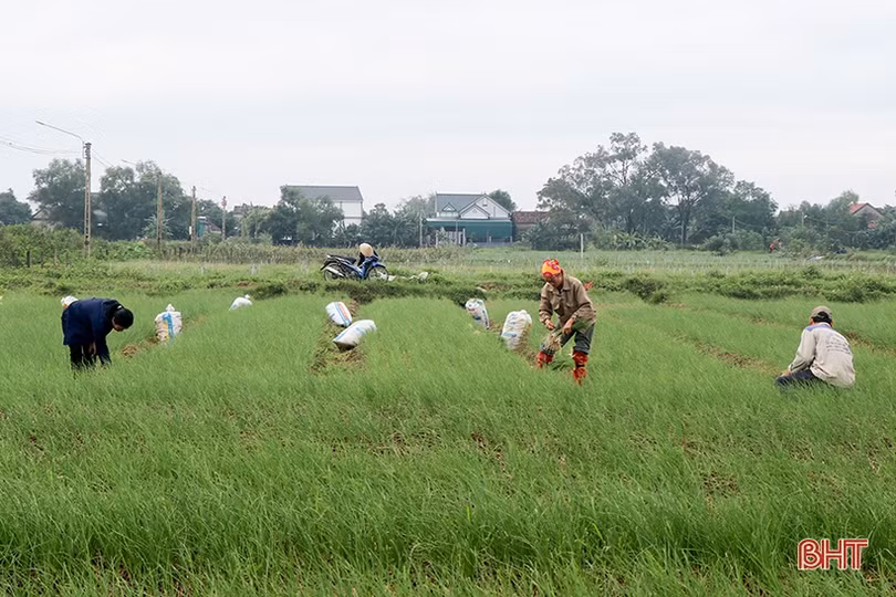 Hành tăm đầu mùa được giá, nông dân Can Lộc phấn khởi