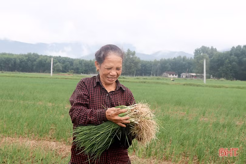 Hành tăm đầu mùa được giá, nông dân Can Lộc phấn khởi