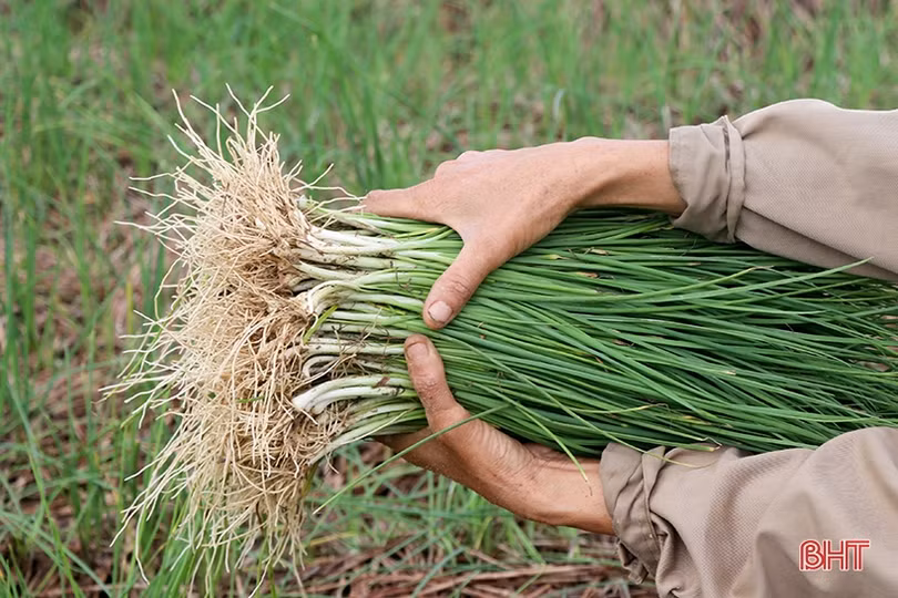 Hành tăm đầu mùa được giá, nông dân Can Lộc phấn khởi
