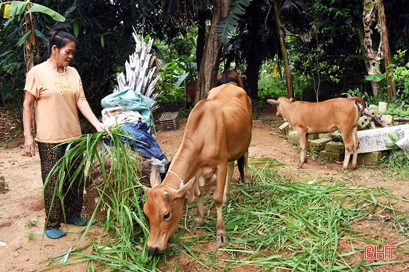 Đa dạng hóa mô hình sinh kế, giảm nghèo bền vững ở huyện Kỳ Anh