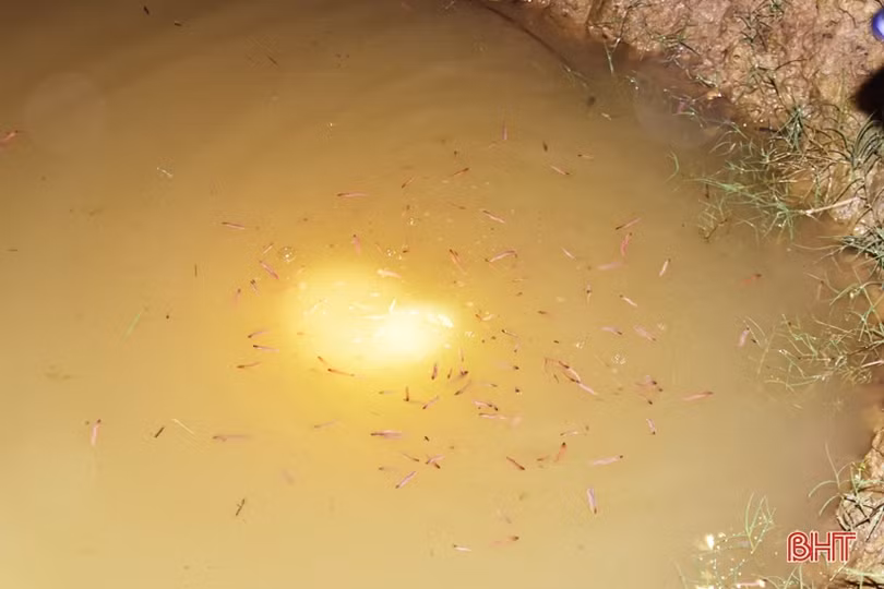 Xem người dân Hà Tĩnh thu hoạch rươi, thu tiền triệu mỗi đêm